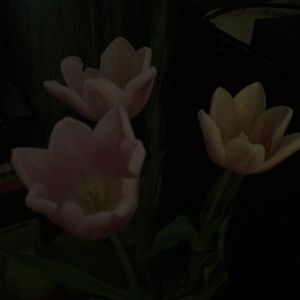 Meet your Posher, Monica